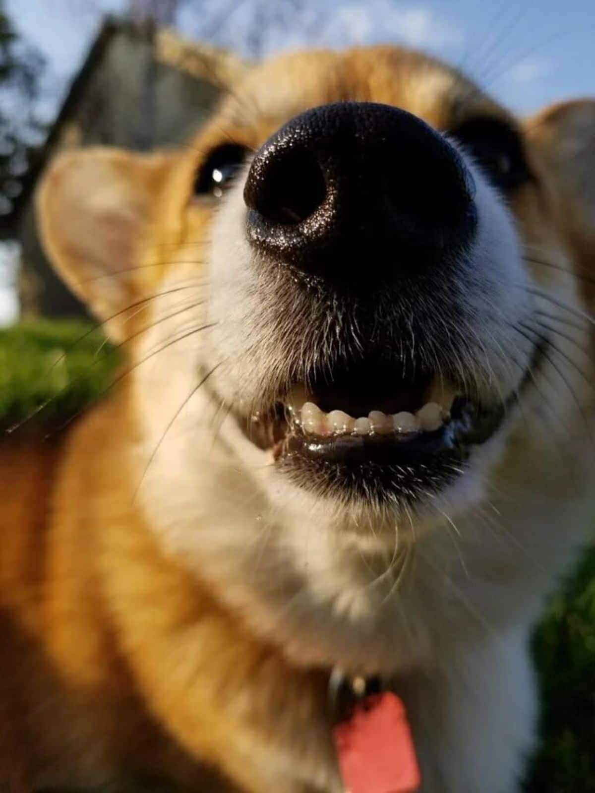 close up of brown and white corgi's face and nose