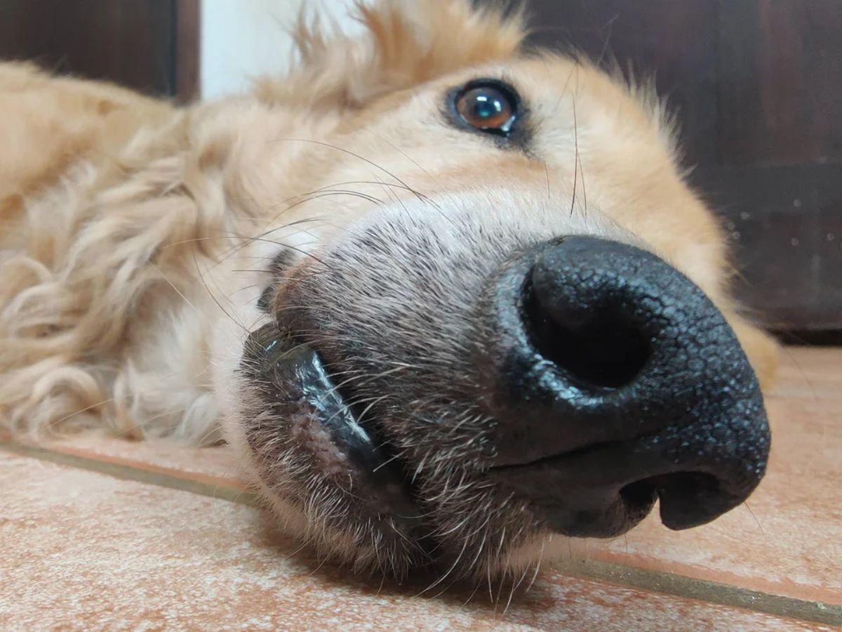 close up of brown and white dog's face while it's laying on the floor