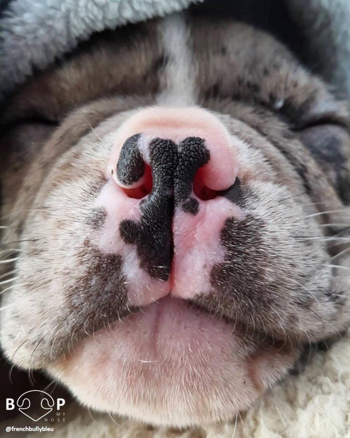 close up of brown and white french bulldog's face
