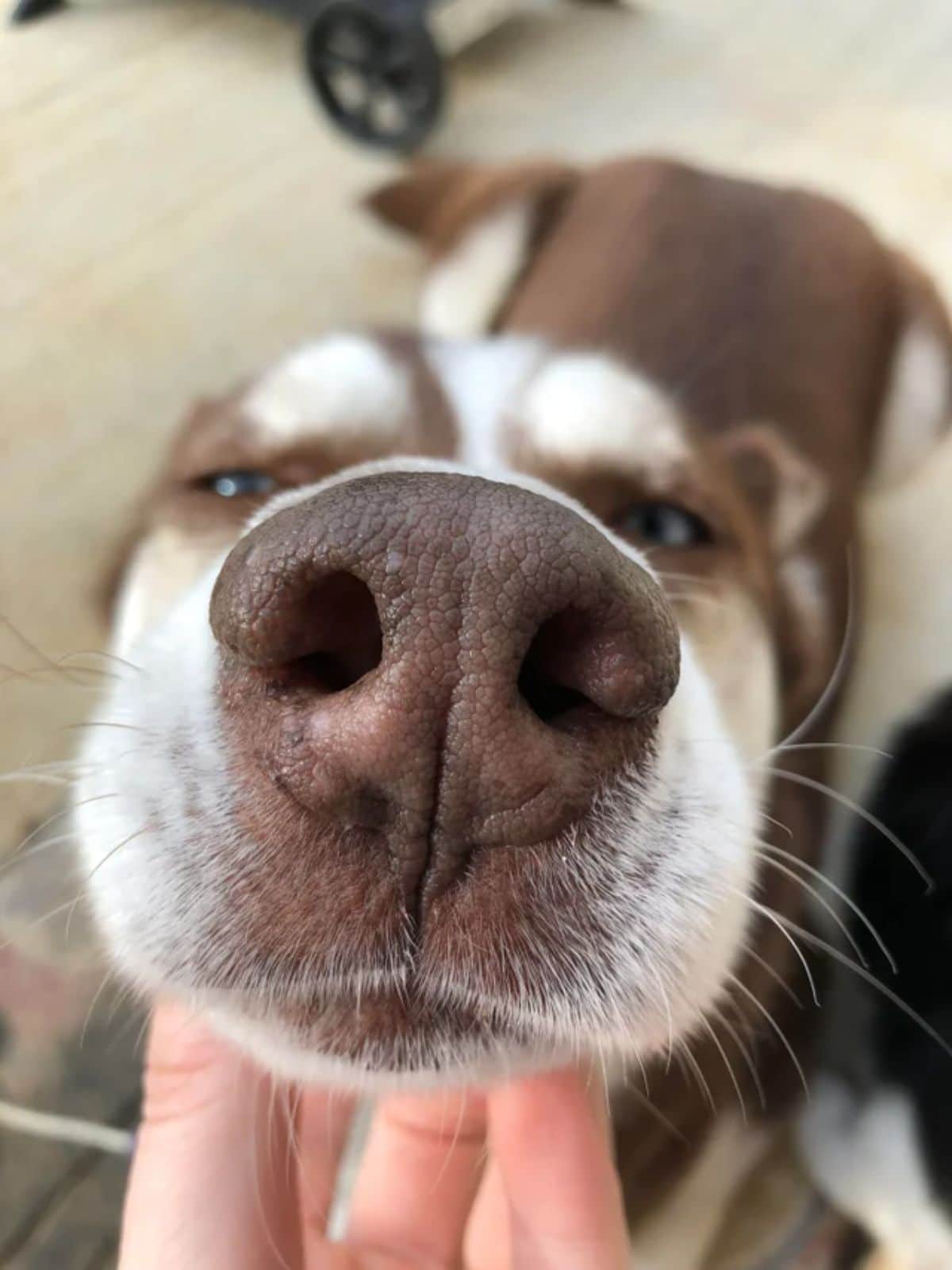 close up of brown and white husky's nose