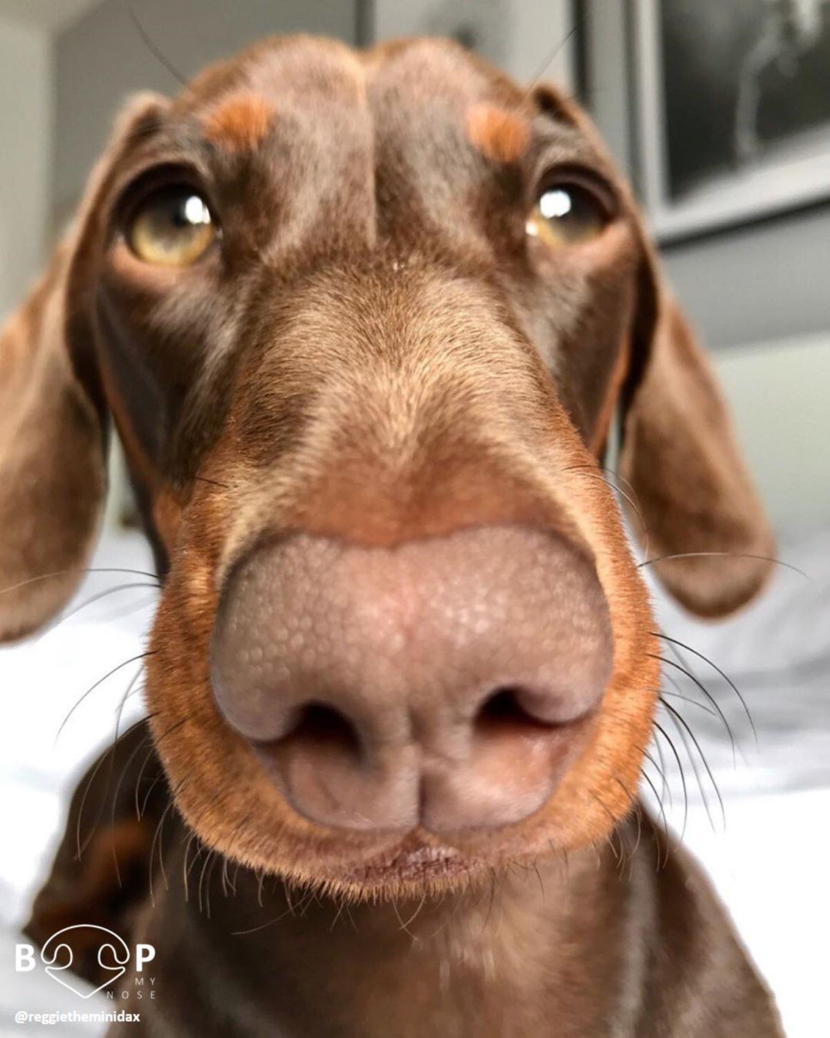 close up of brown dachshund's face