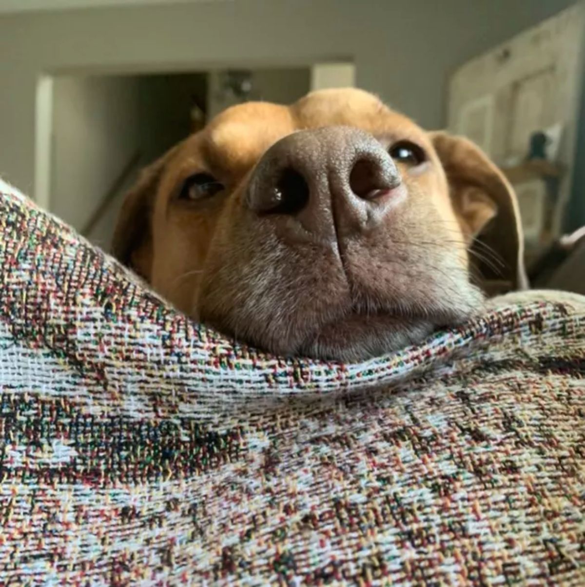 close up of brown dog's face on a colourful blanket