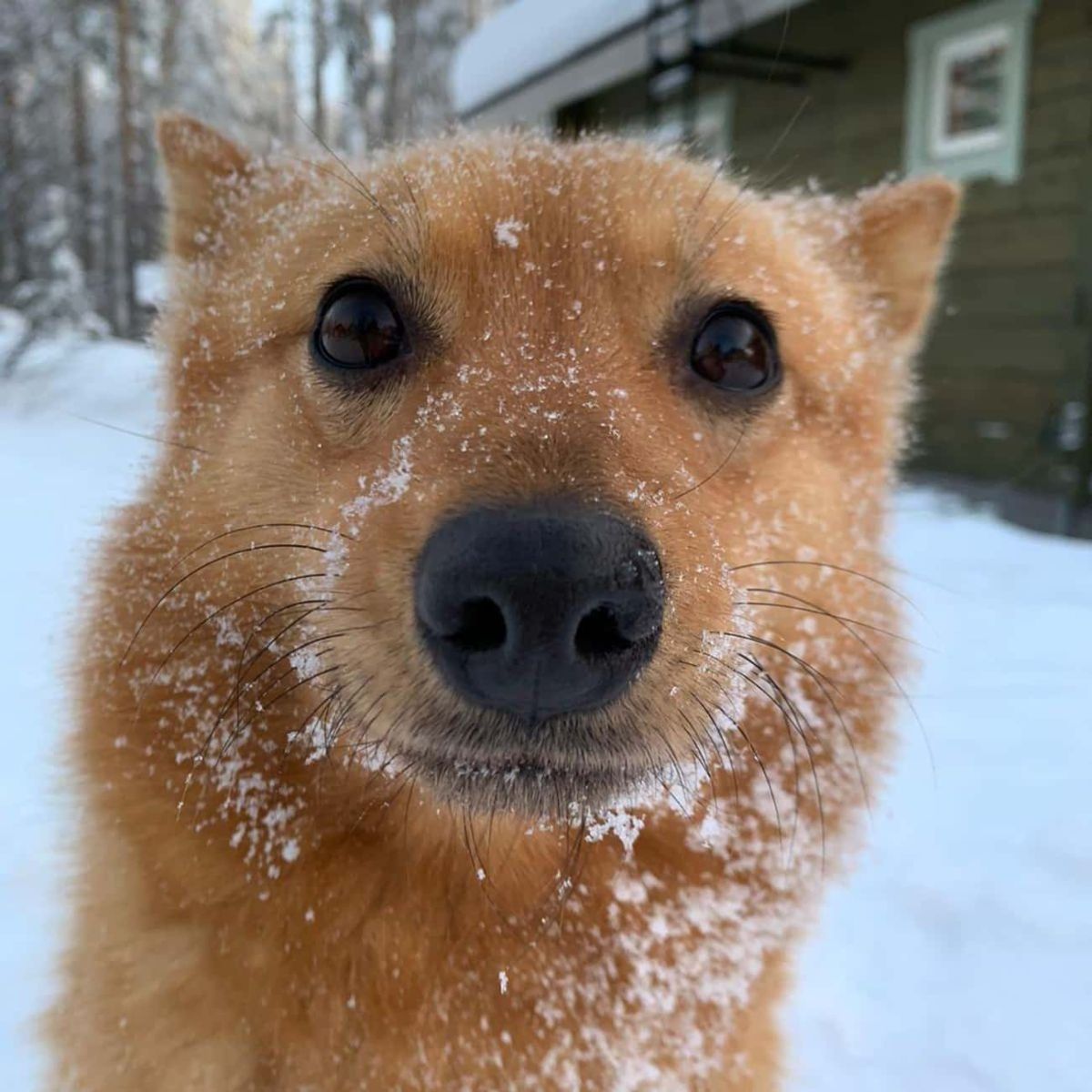 close up of brown dog's face while it's in snow