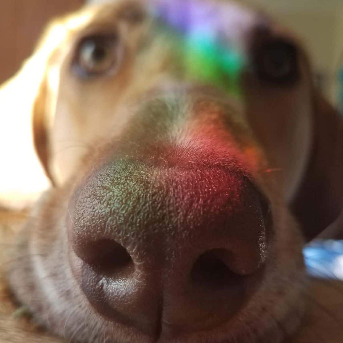 close up of brown dog's face with a coloured lights reflected on the face