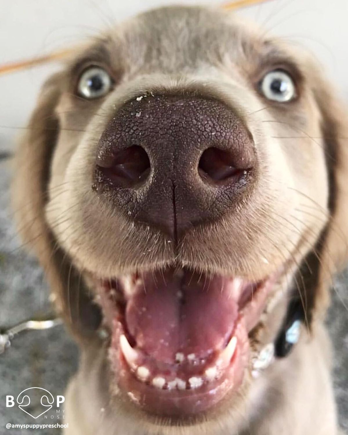close up of brown dog's face with the mouth open in a smile