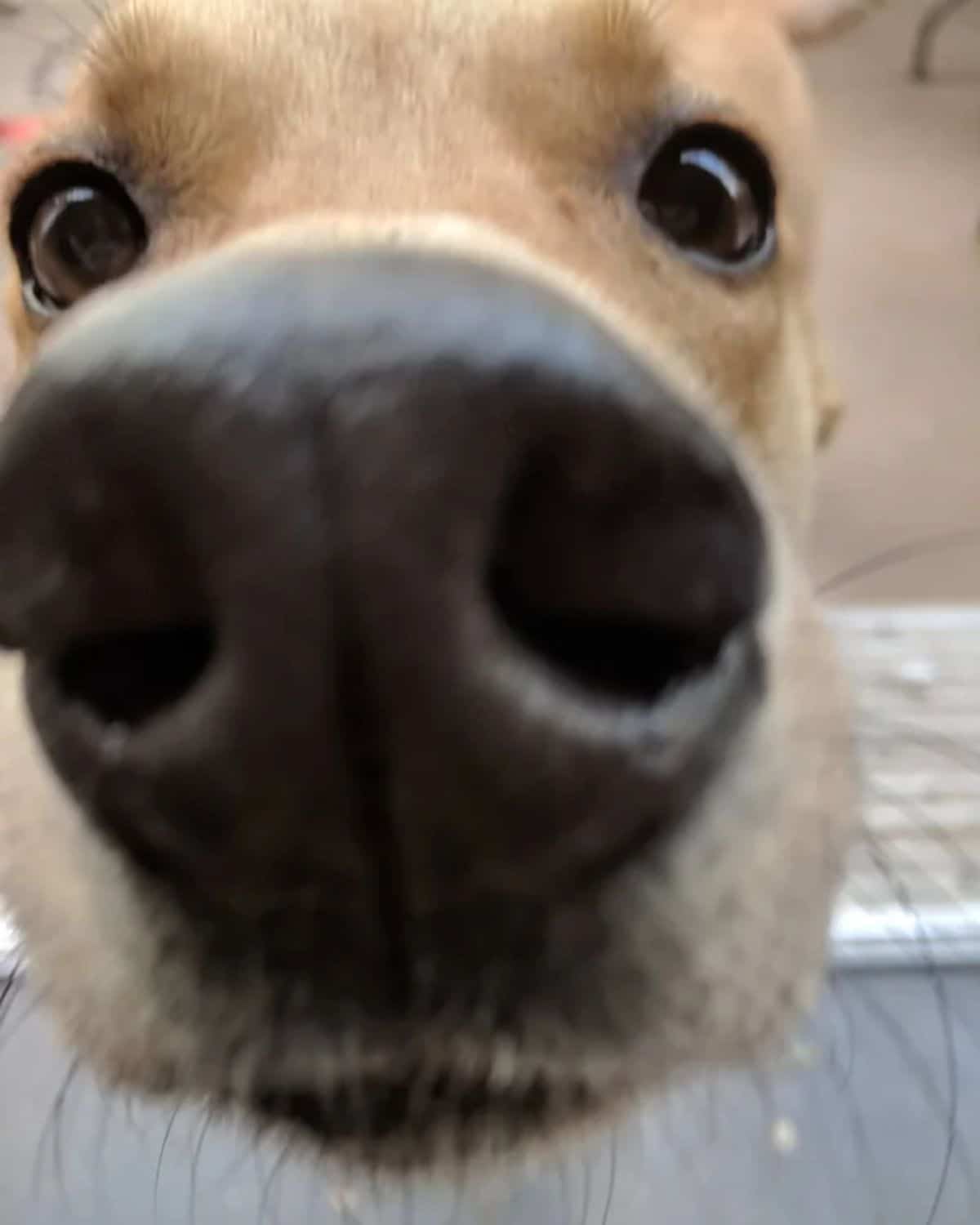 close up of brown dog's nose right at the camera