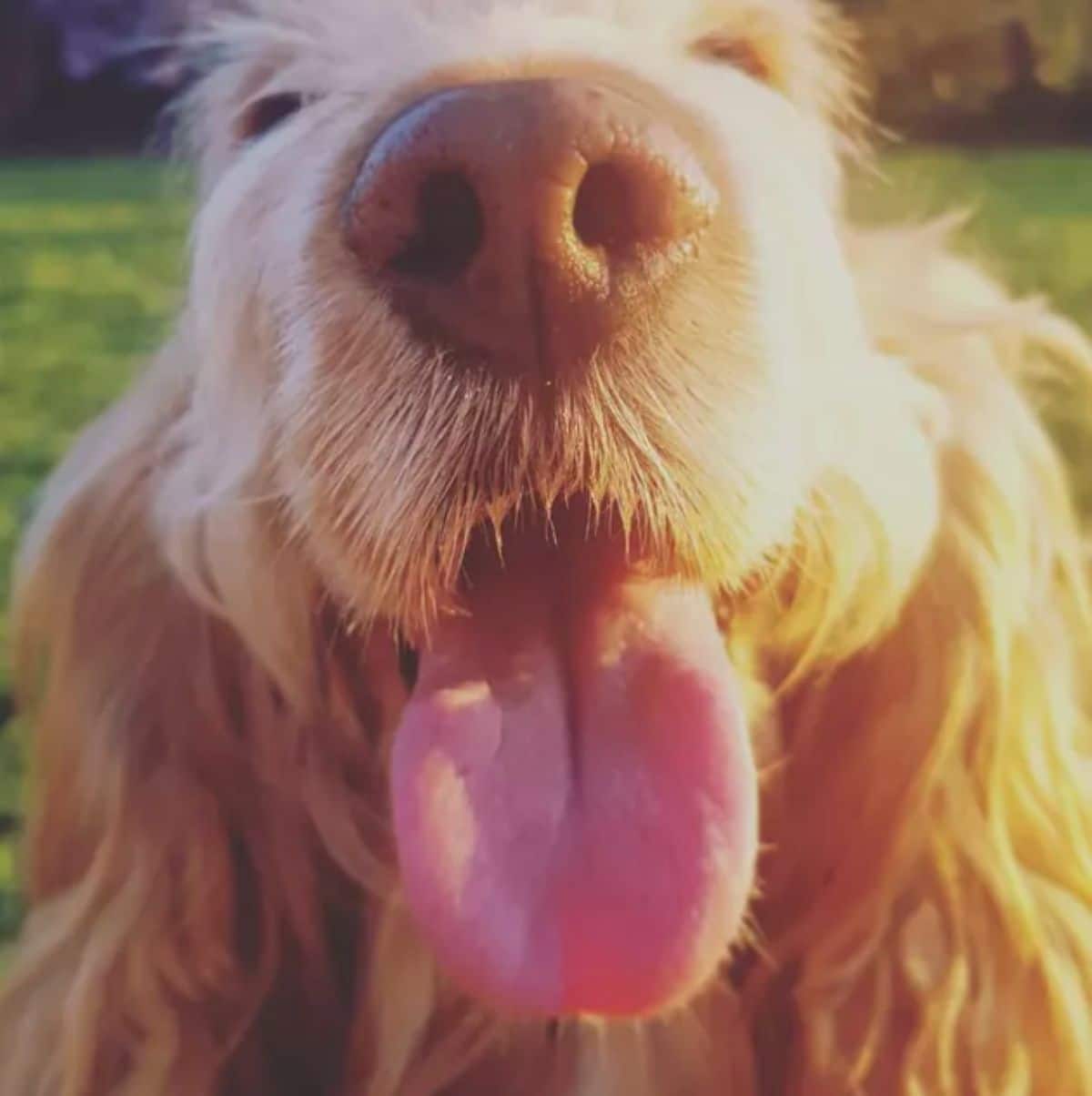 close up of fluffy brown dog's face with the tongue sticking out