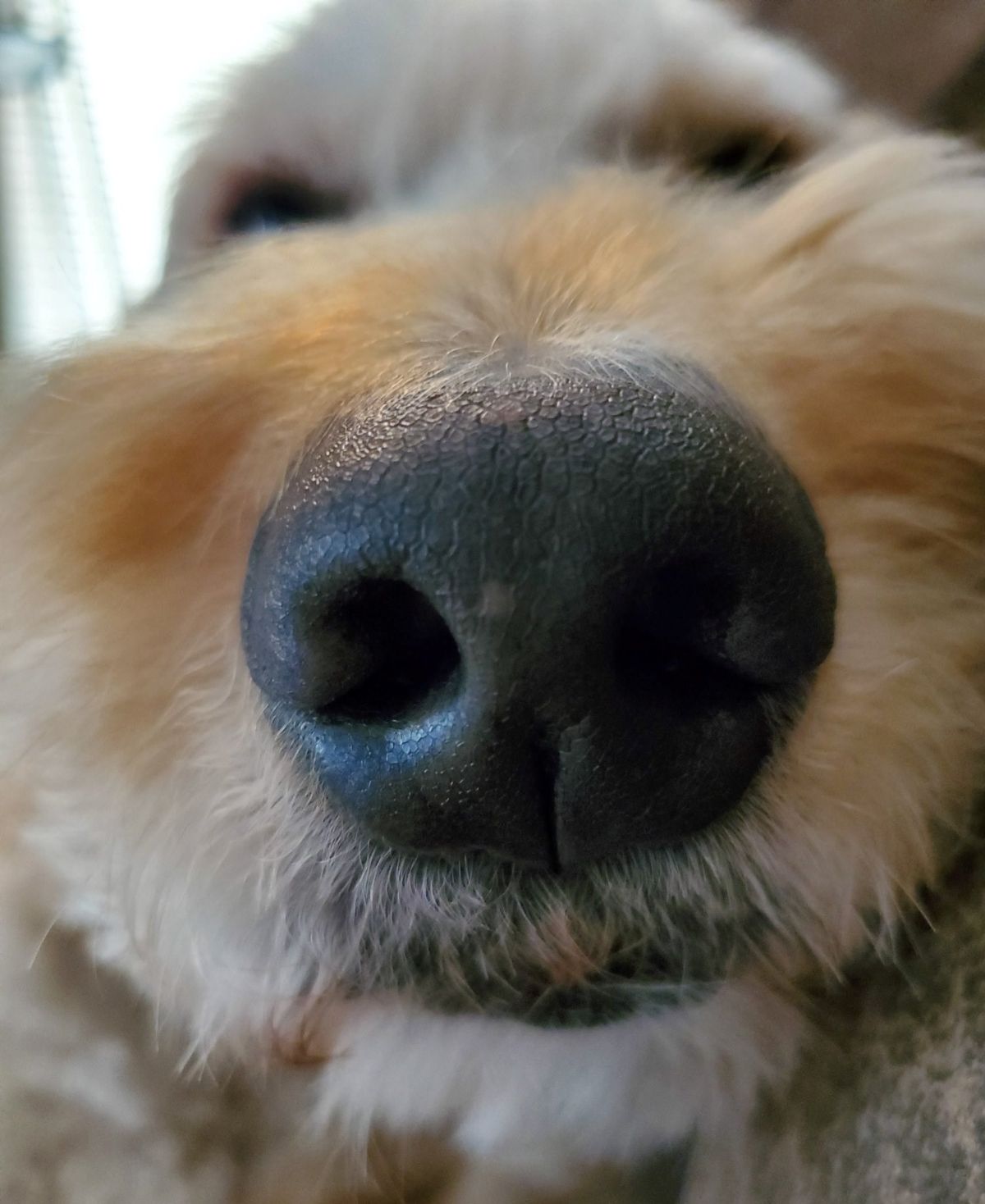 close up of fluffy brown dog's nose