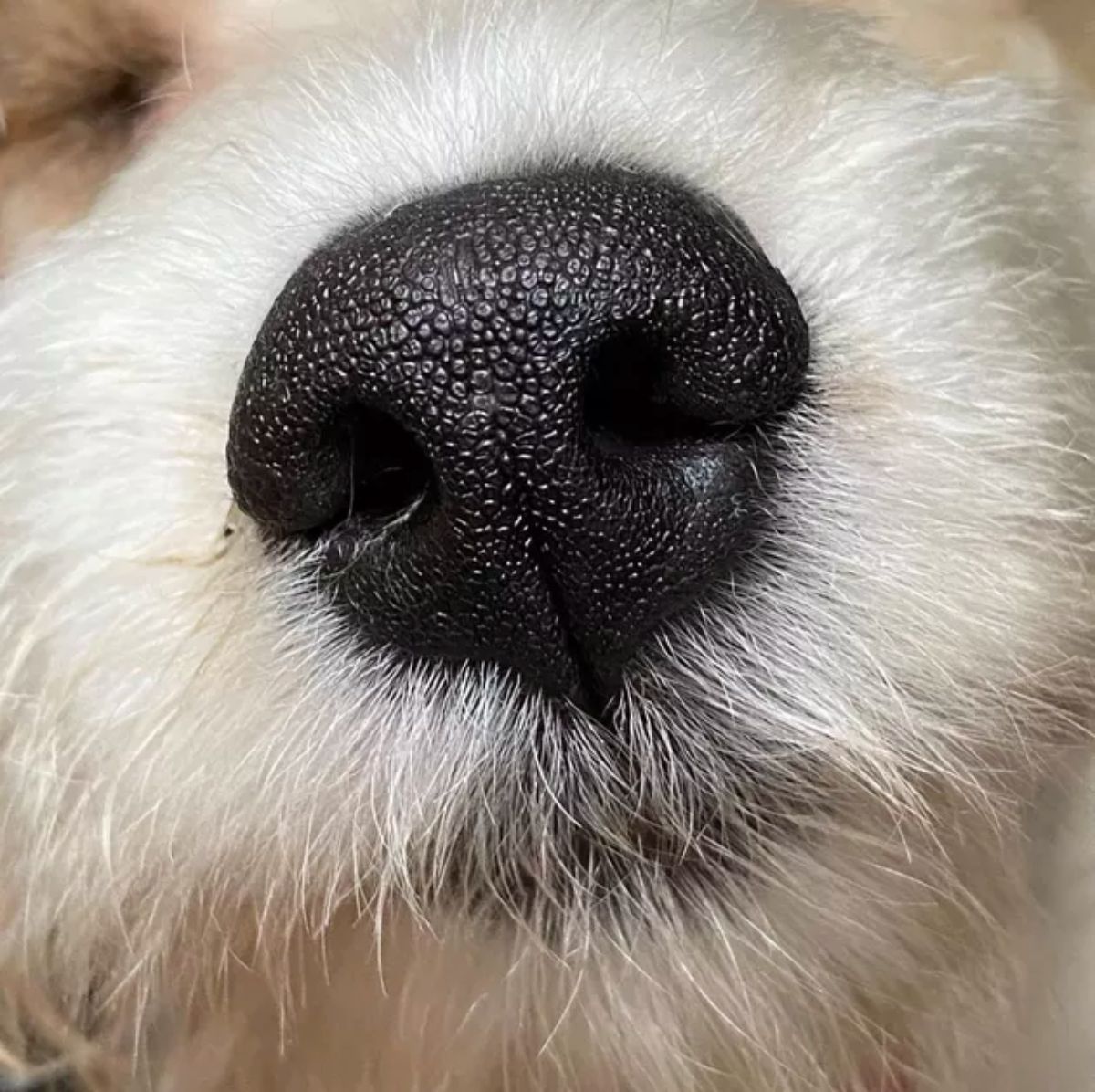 close up of fluffy white dog's nose