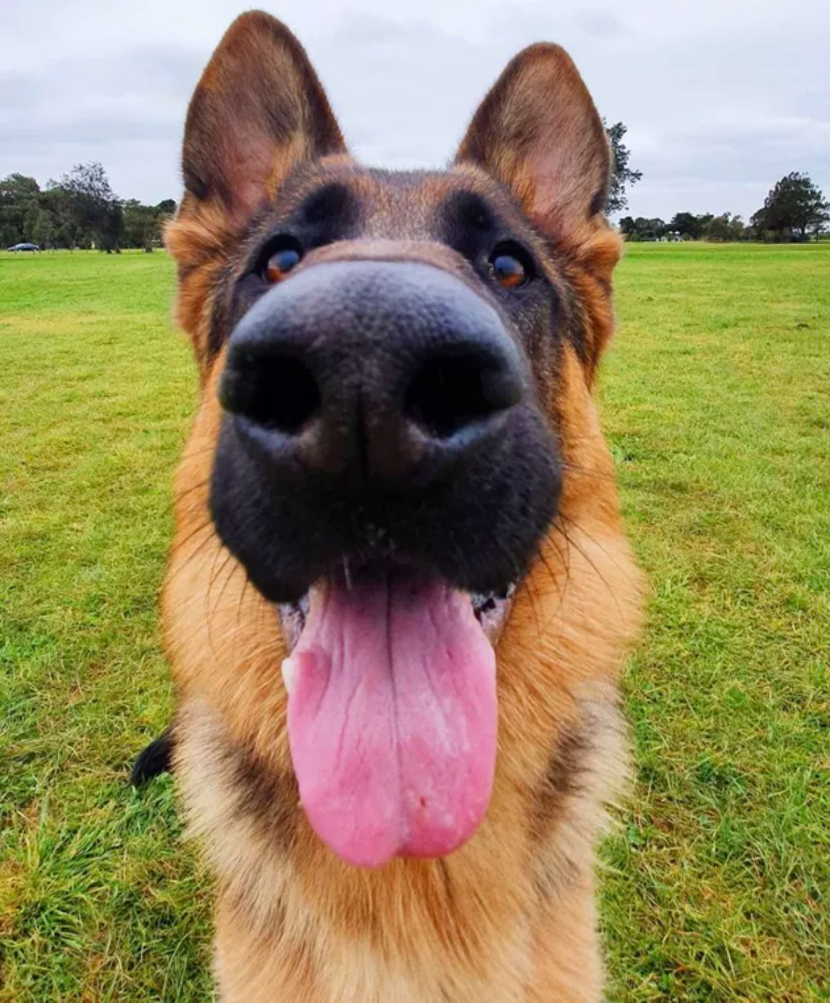 close up of german shepherd with the tongue sticking out in a field