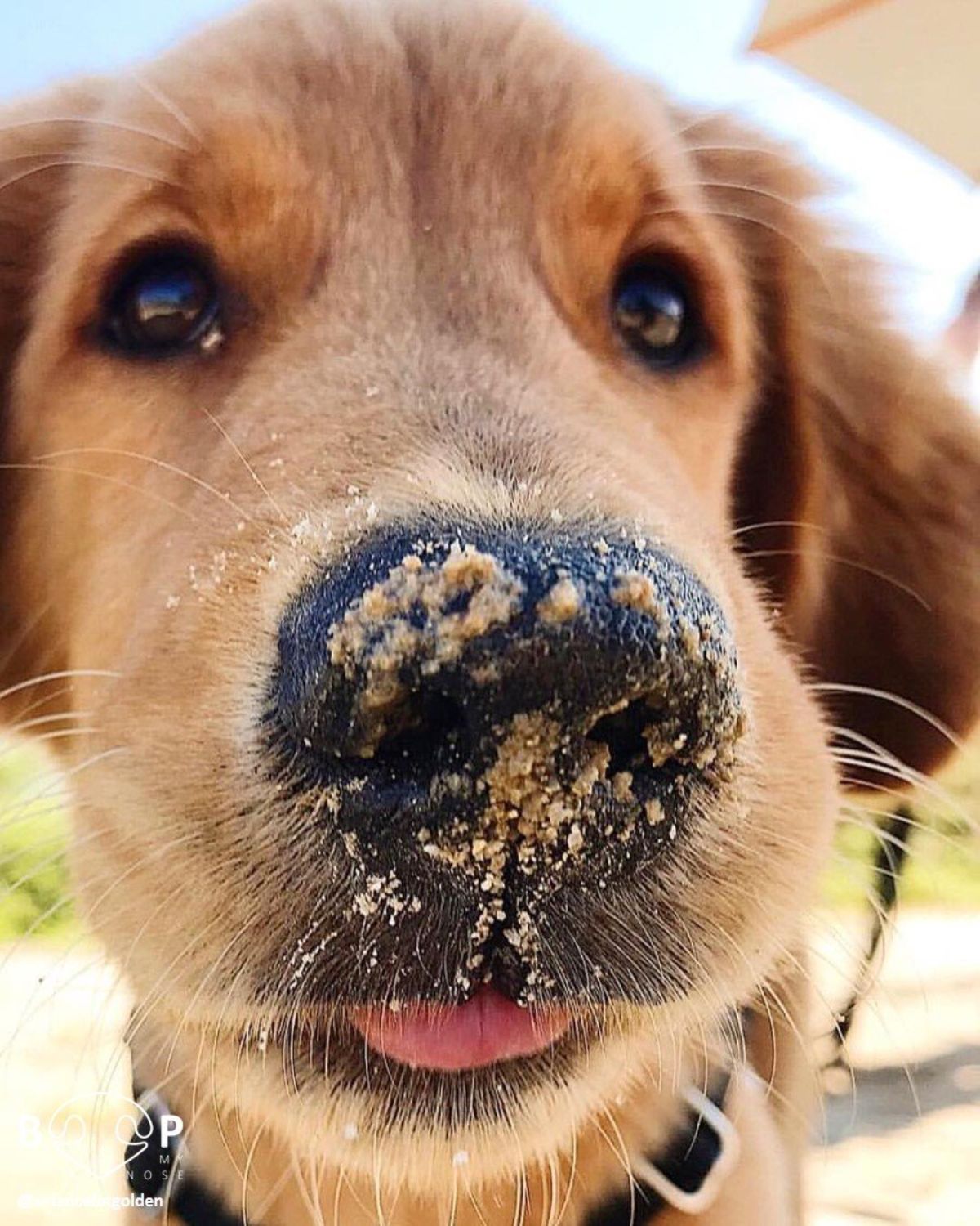 close up of golden retriever with sand or food on the nose