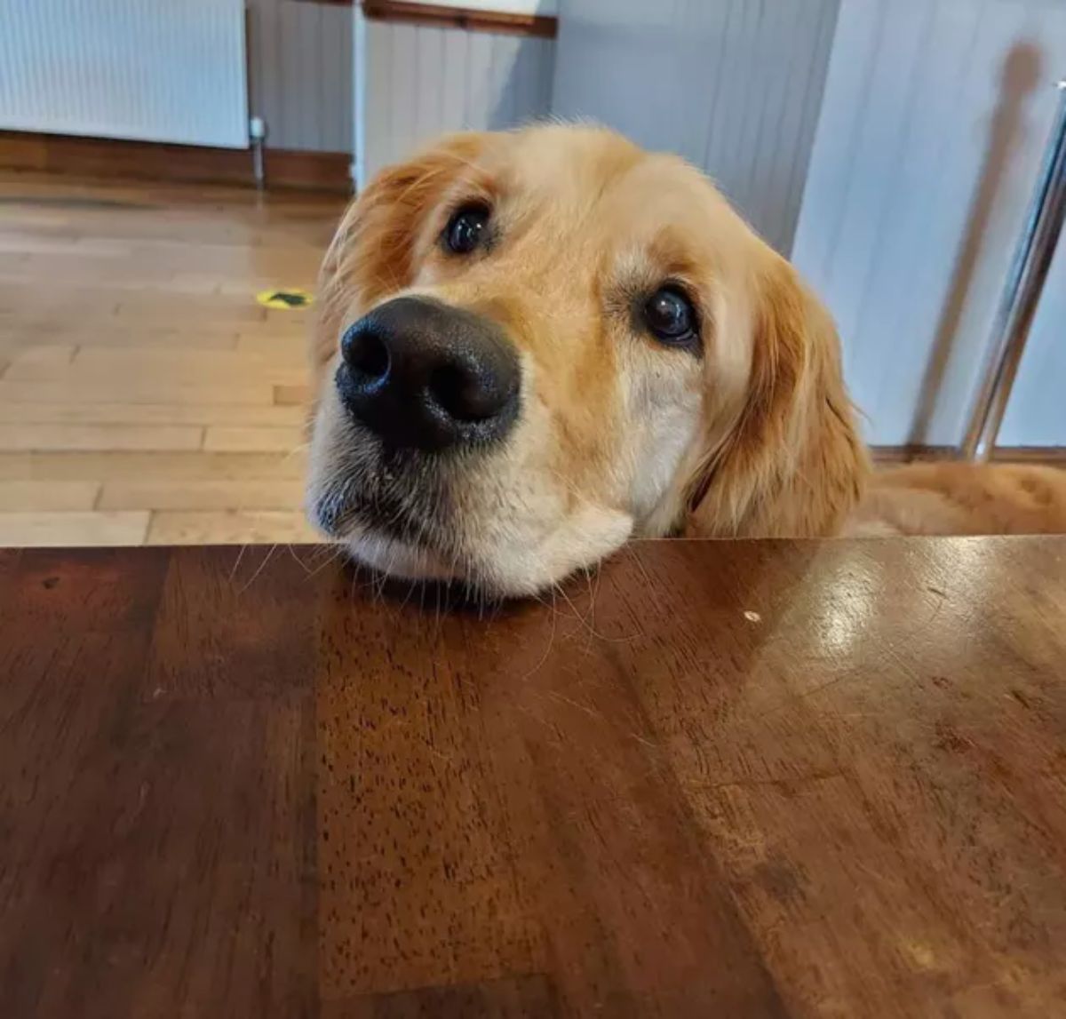 close up of golden retriever with the face placed on a wooden table