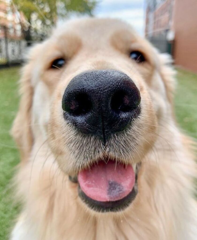 40 Doggos With The Most Boopable Snooters - Dog Dispatch