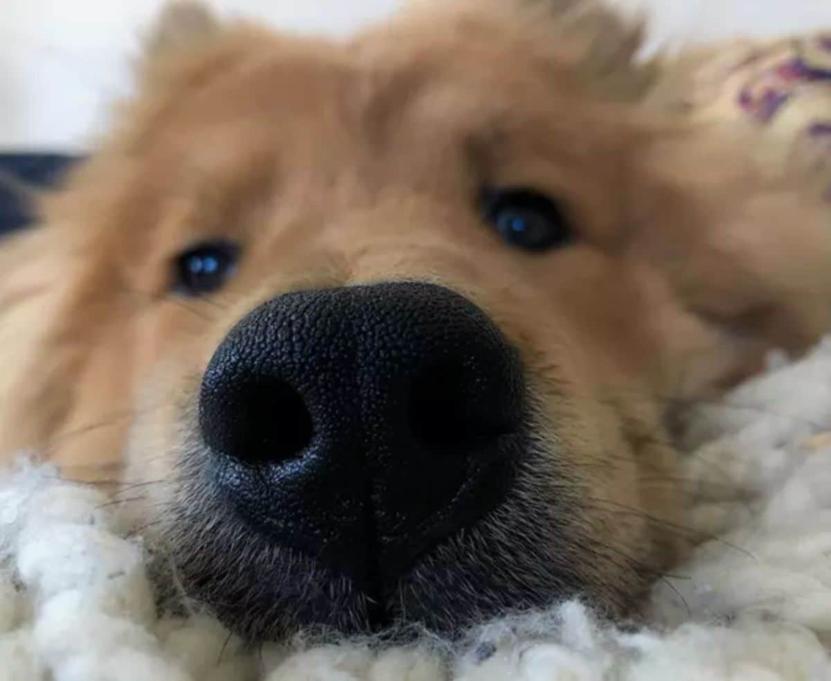 close up of golden retriever's face on a white fluffy surface