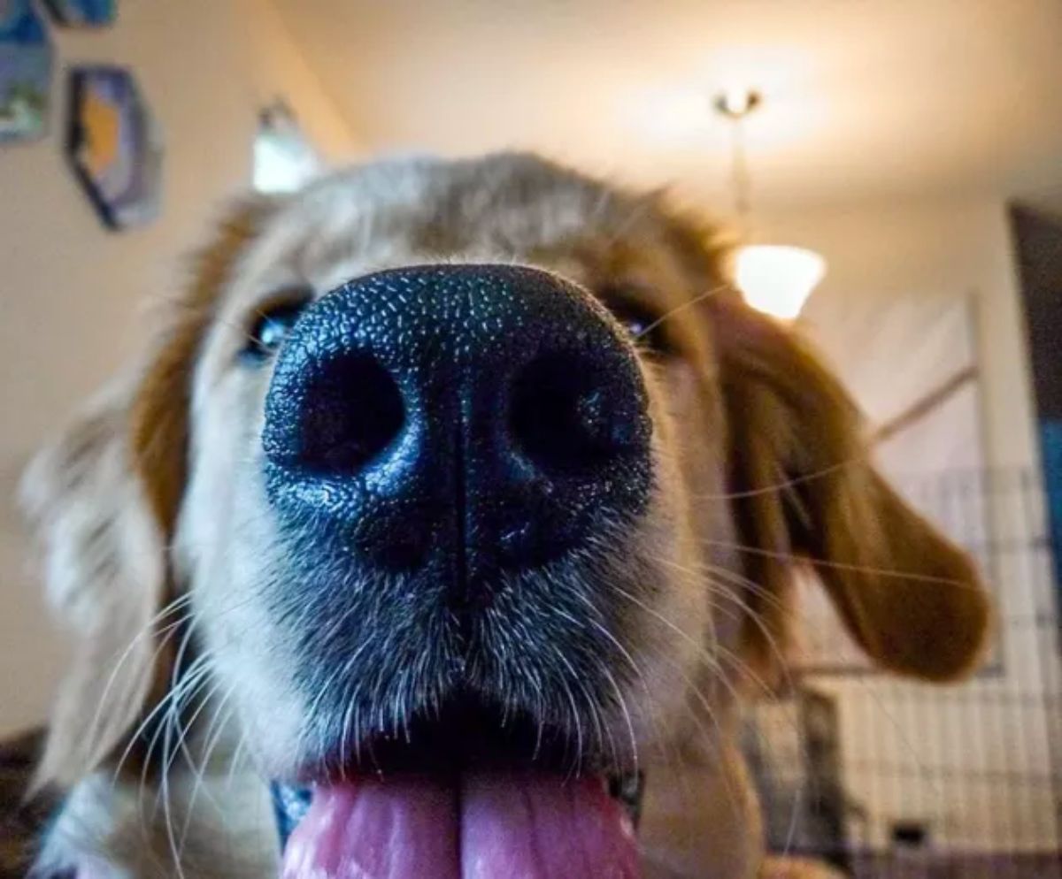 close up of golden retriever's face with the tongue sticking out and the nose very close to the camera