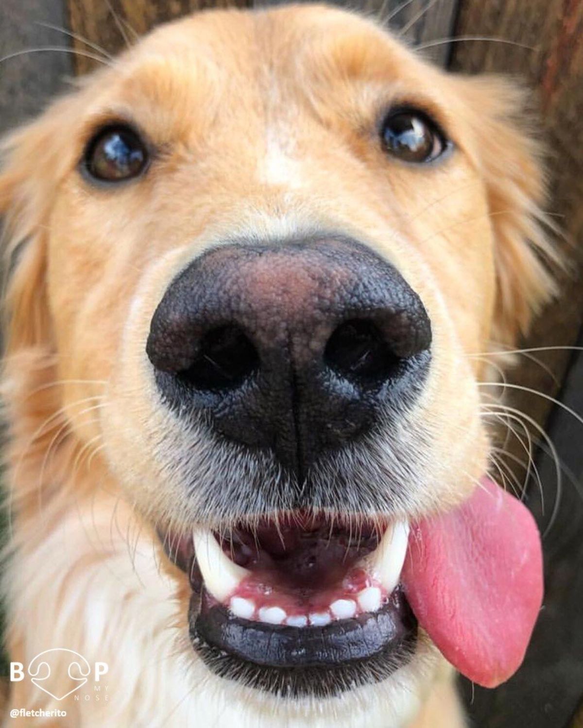 close up of golden retriever's face with the tongue sticking out from the side