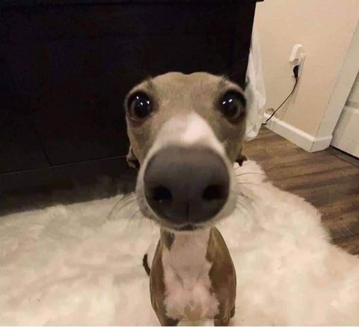 close up of grey and white greyhound's face