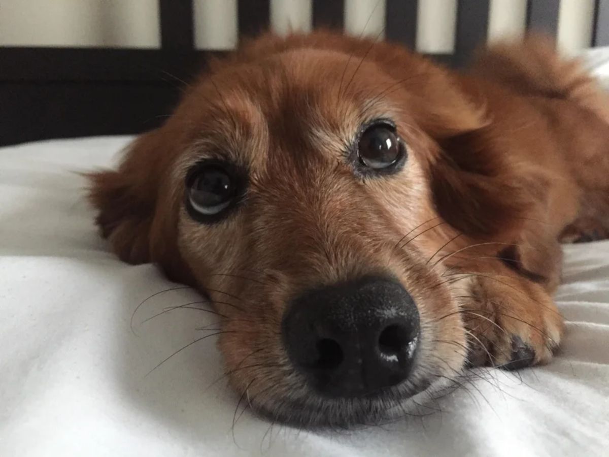 close up of old brown dog laying on a white bed