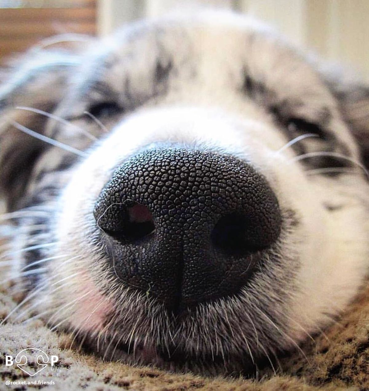 close up of sleeping black and white border collie's face