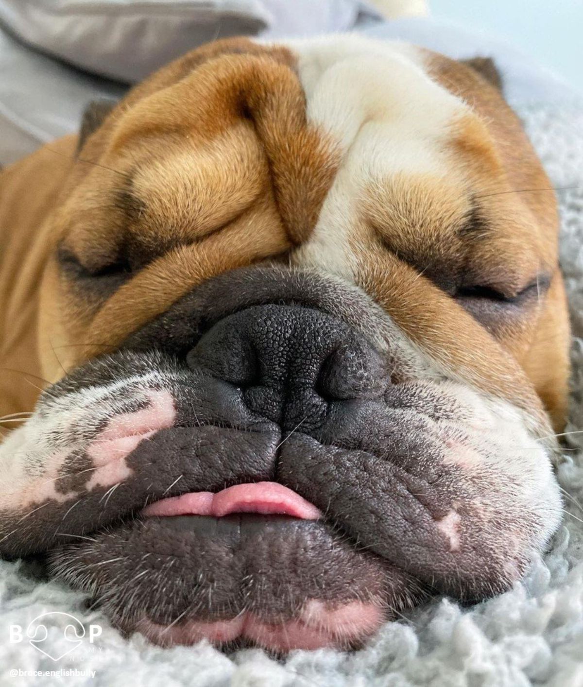 close up of sleeping brown and white bulldog's face