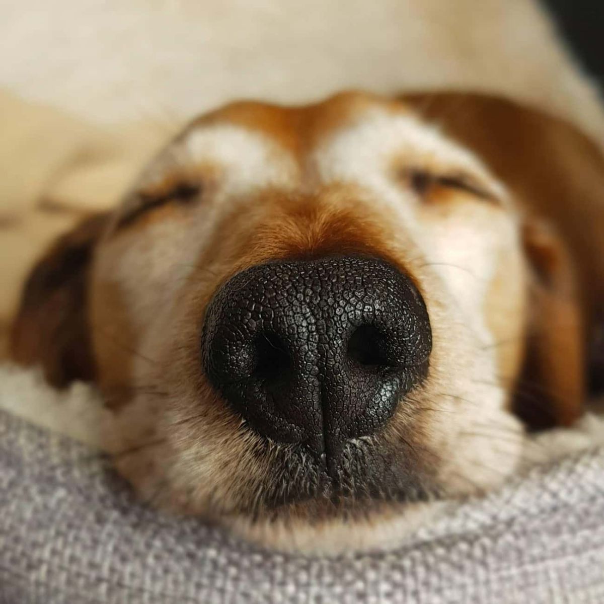 close up of sleeping brown dog's nose