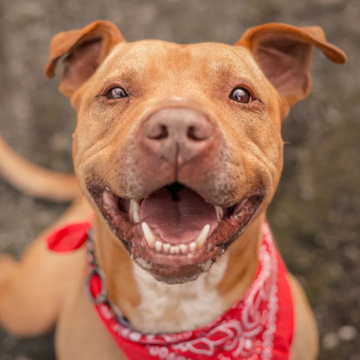 close up of smiling brown pitbull