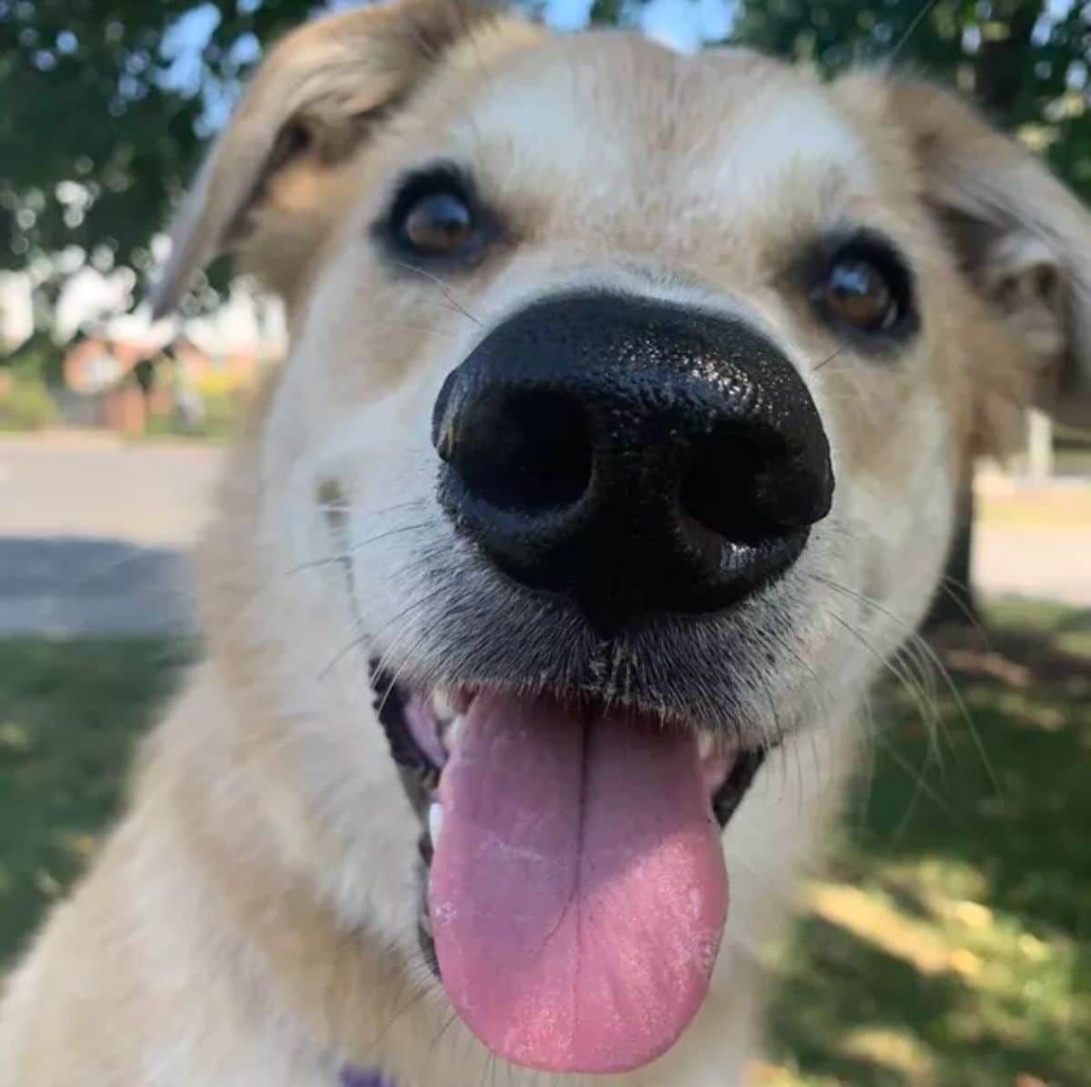 close up of smiling light brown dog