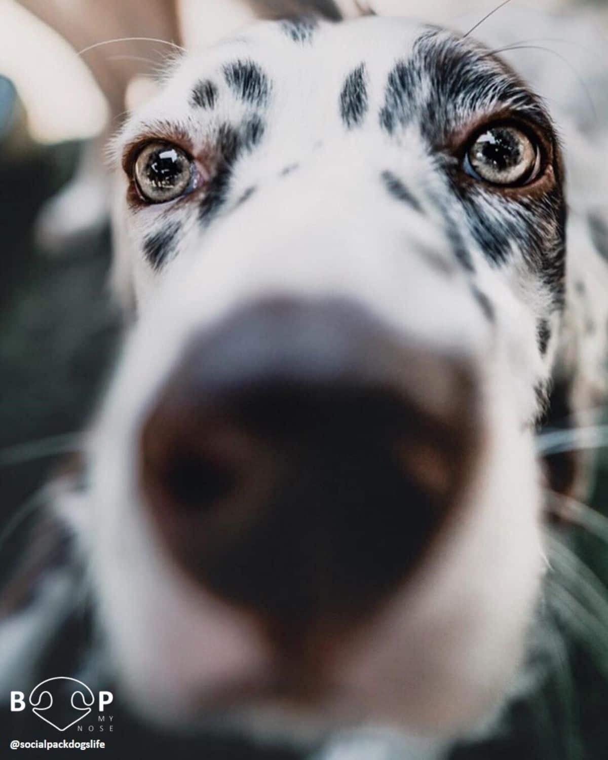 close up of white and black dog's face