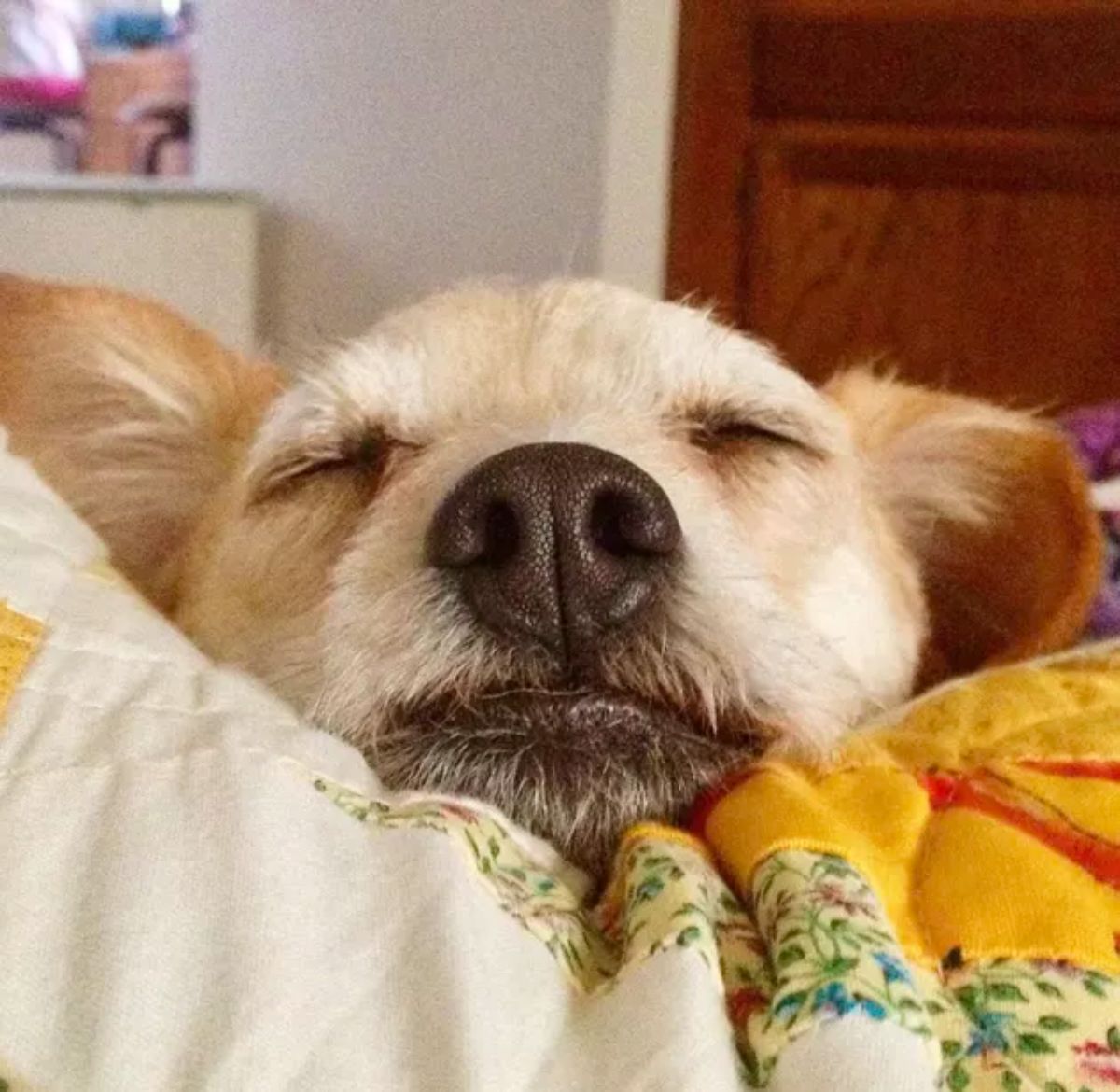 close up of white and brown dog sleeping on a bed