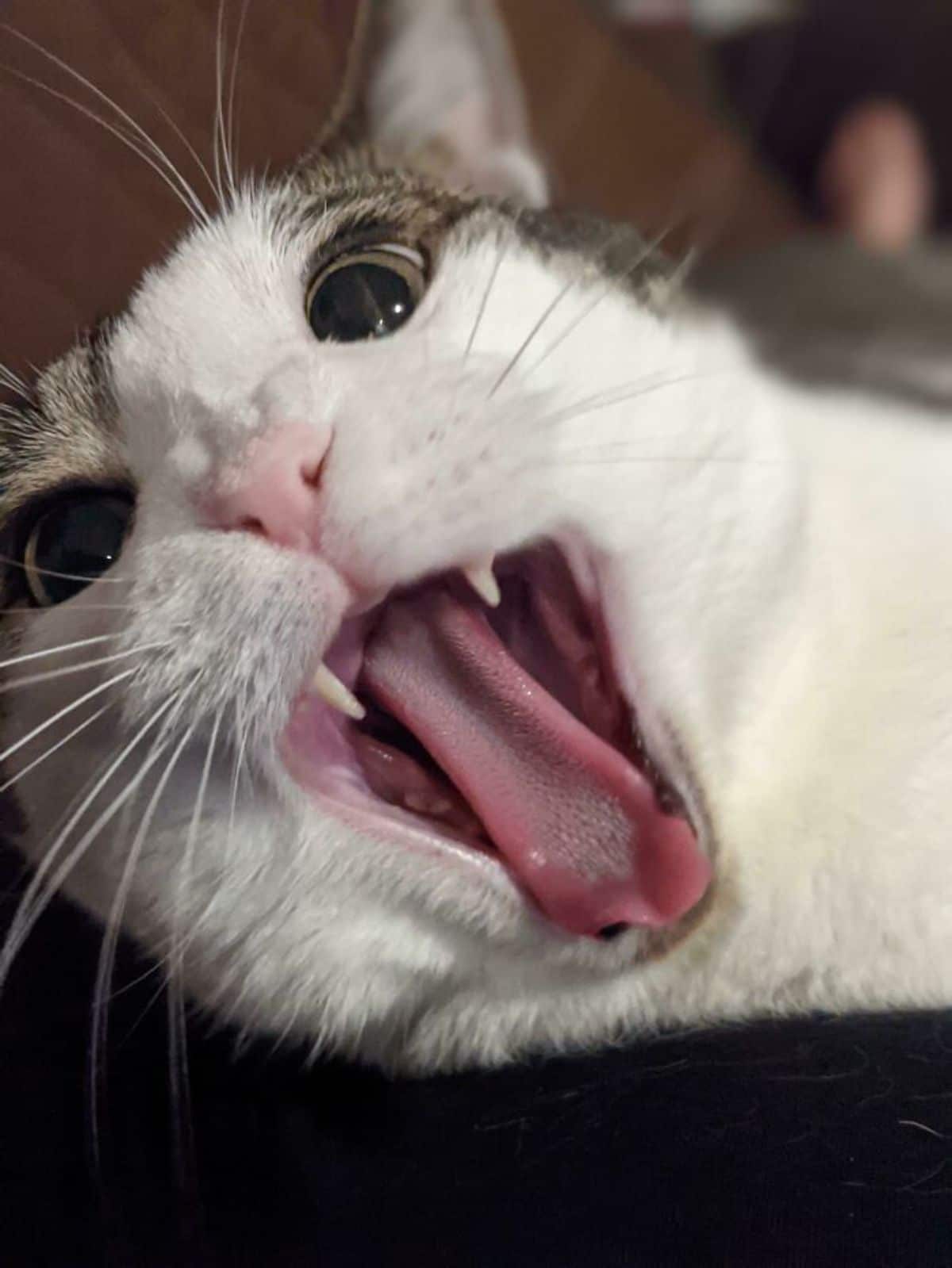 close up of white and grey tabby cat's face with the mouth open