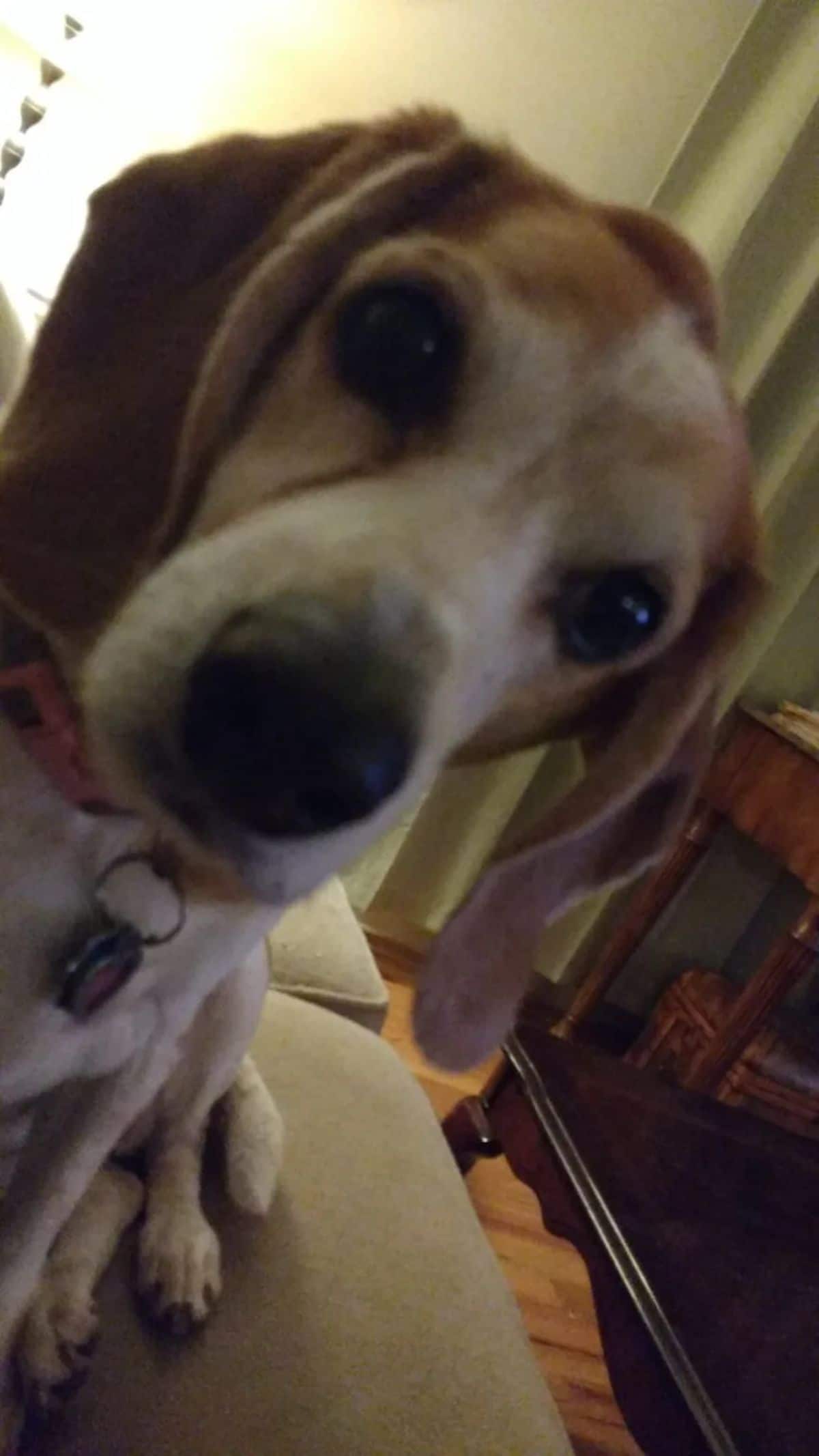 close up of white brown and black beagle's face
