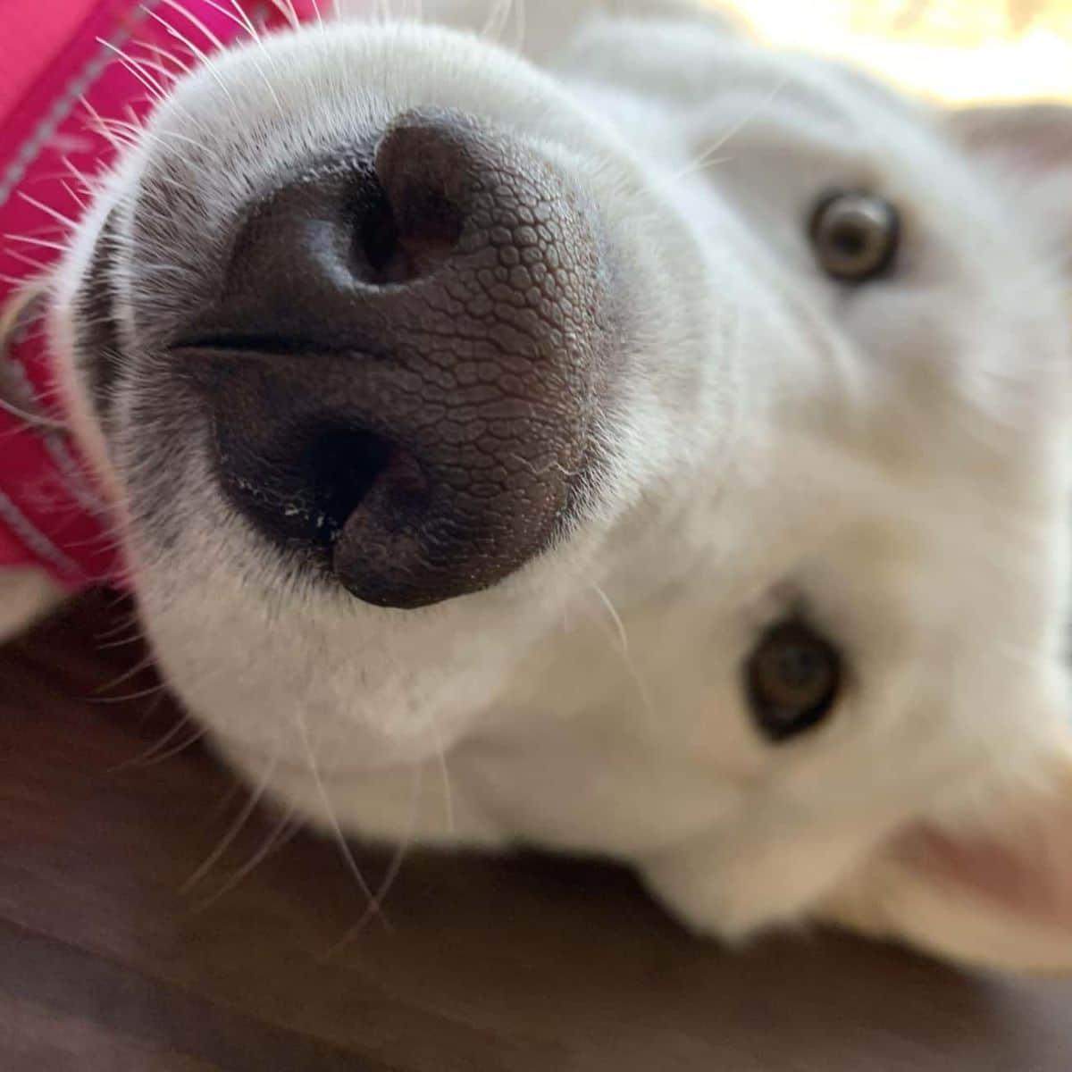 close up of white fluffy dog's face while it's laying sideways