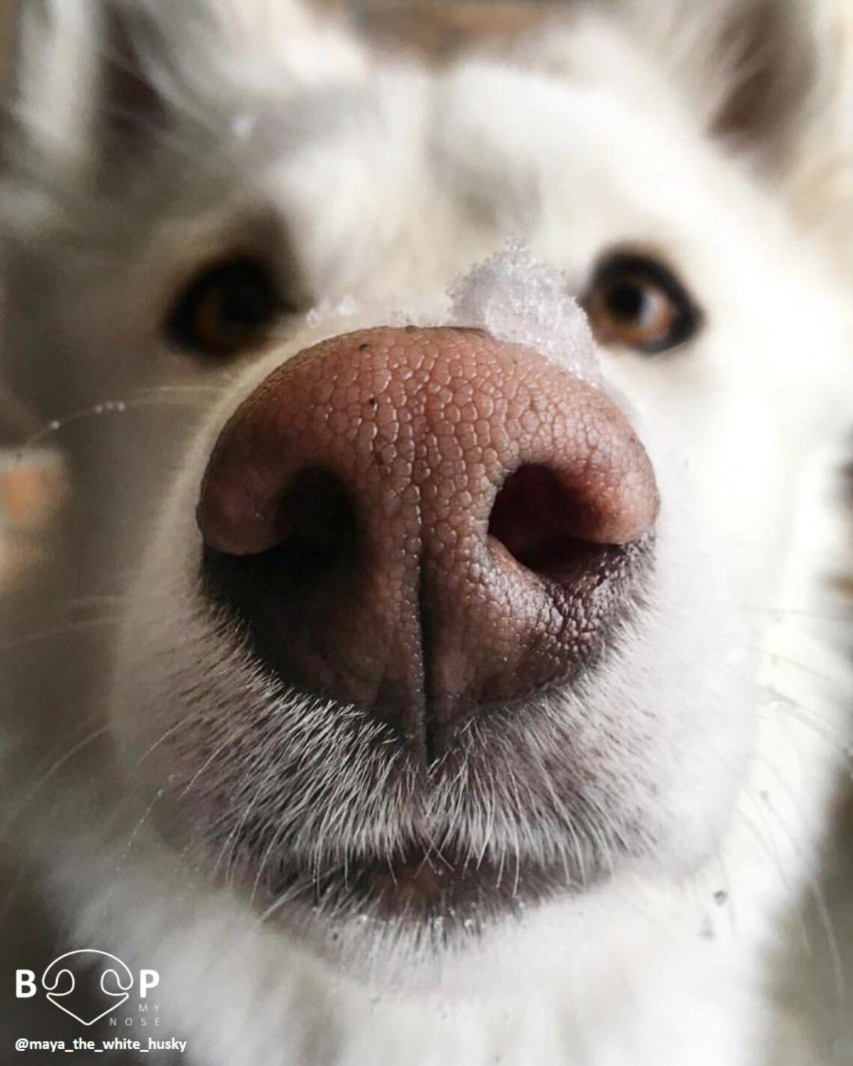 close up of white siberian husky dog's face