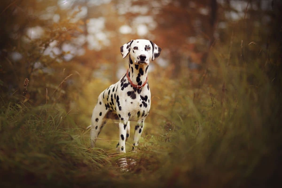 Black-white dalmatian with red collar standing in tall grass in forest