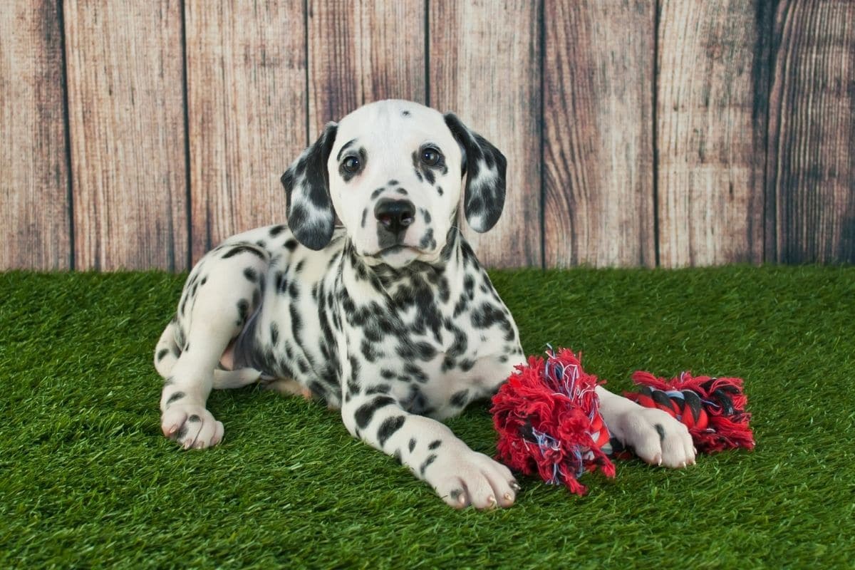 Black-white dalmatian puppy with dog toy lying on green grass