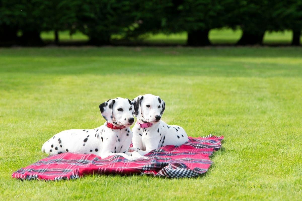 Two black-white dalmatians lying on red blanket on green grass