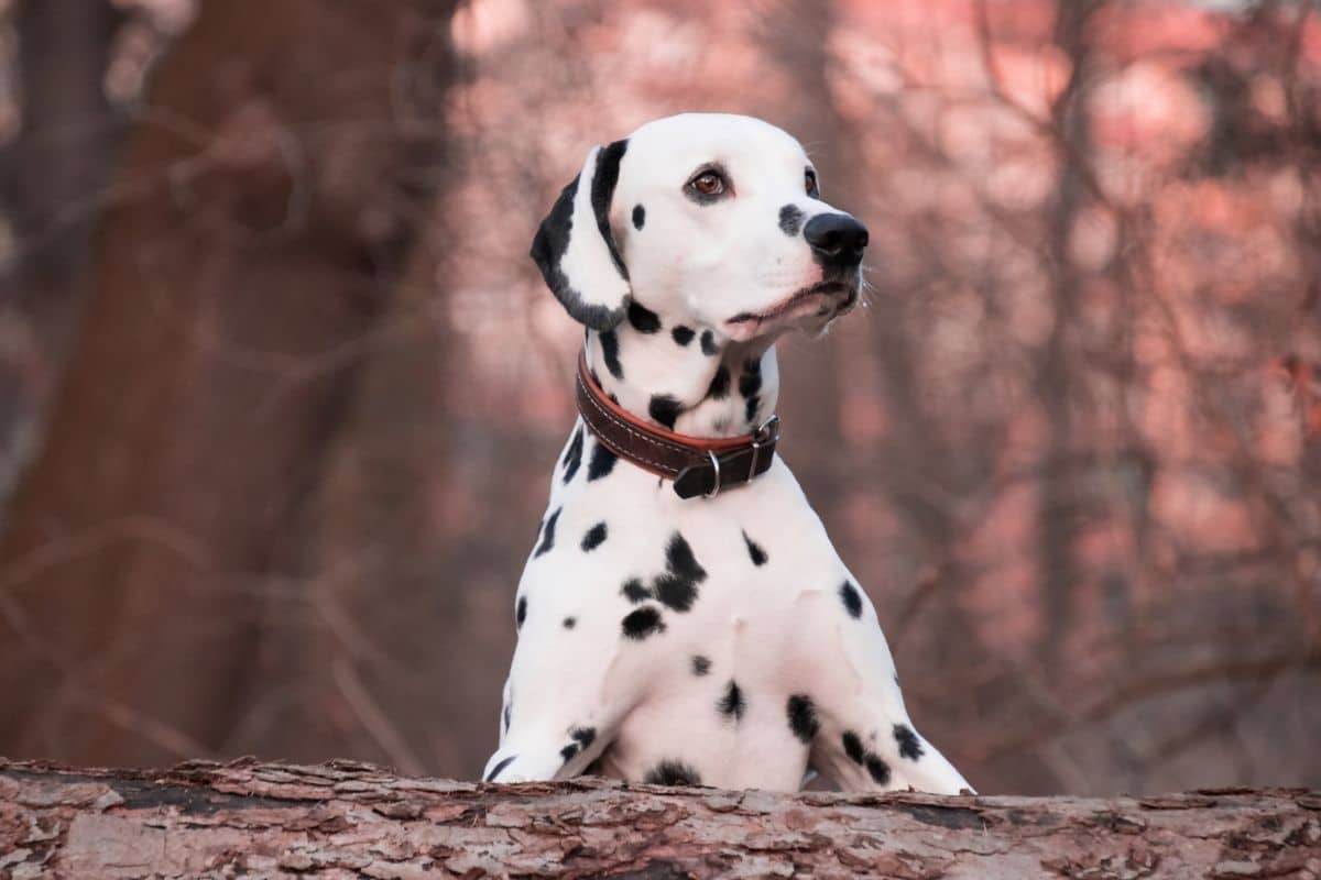 Black-white dalmatian with leather collar in woods, in front of wooden log
