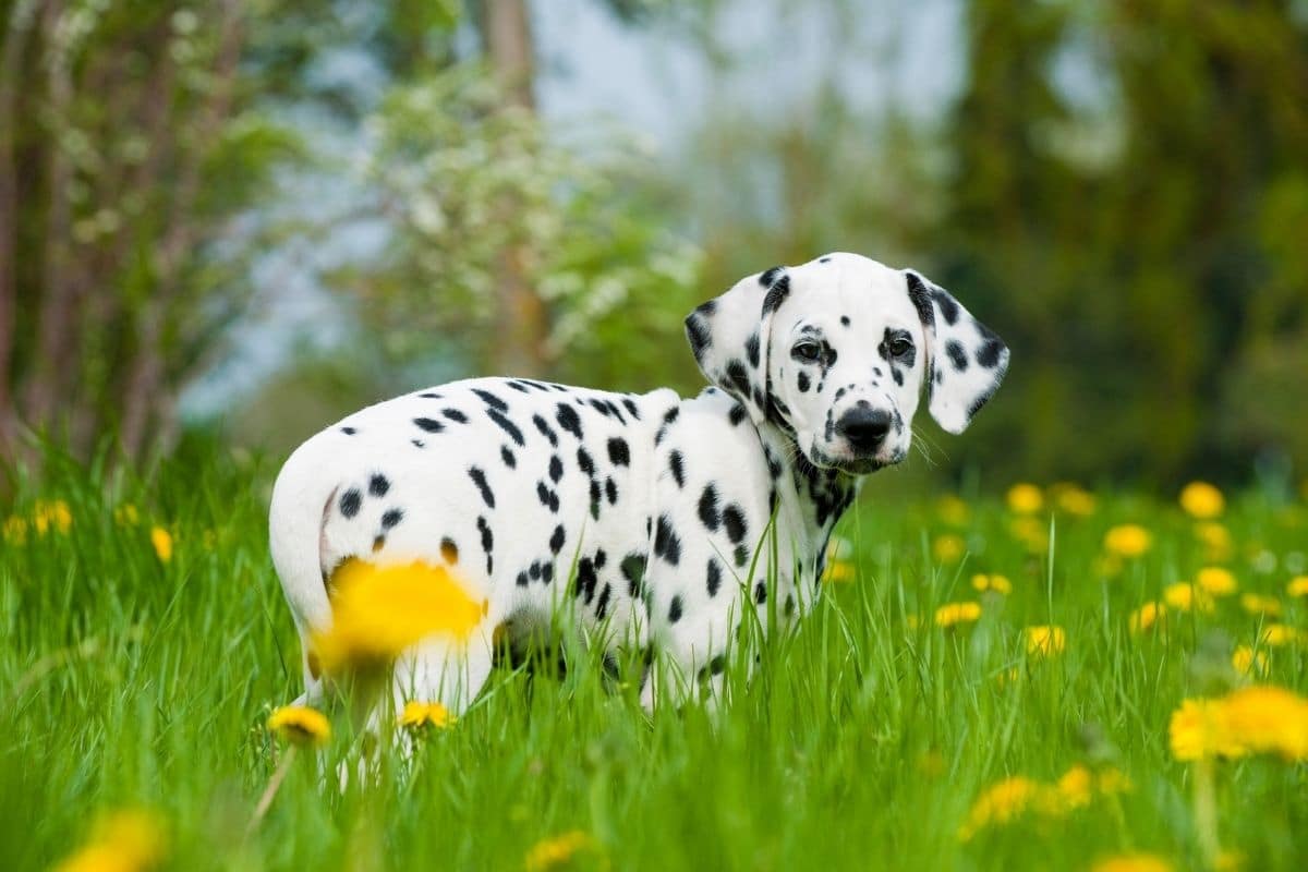 Black-white puppy standing on meadow with green grass and flowers