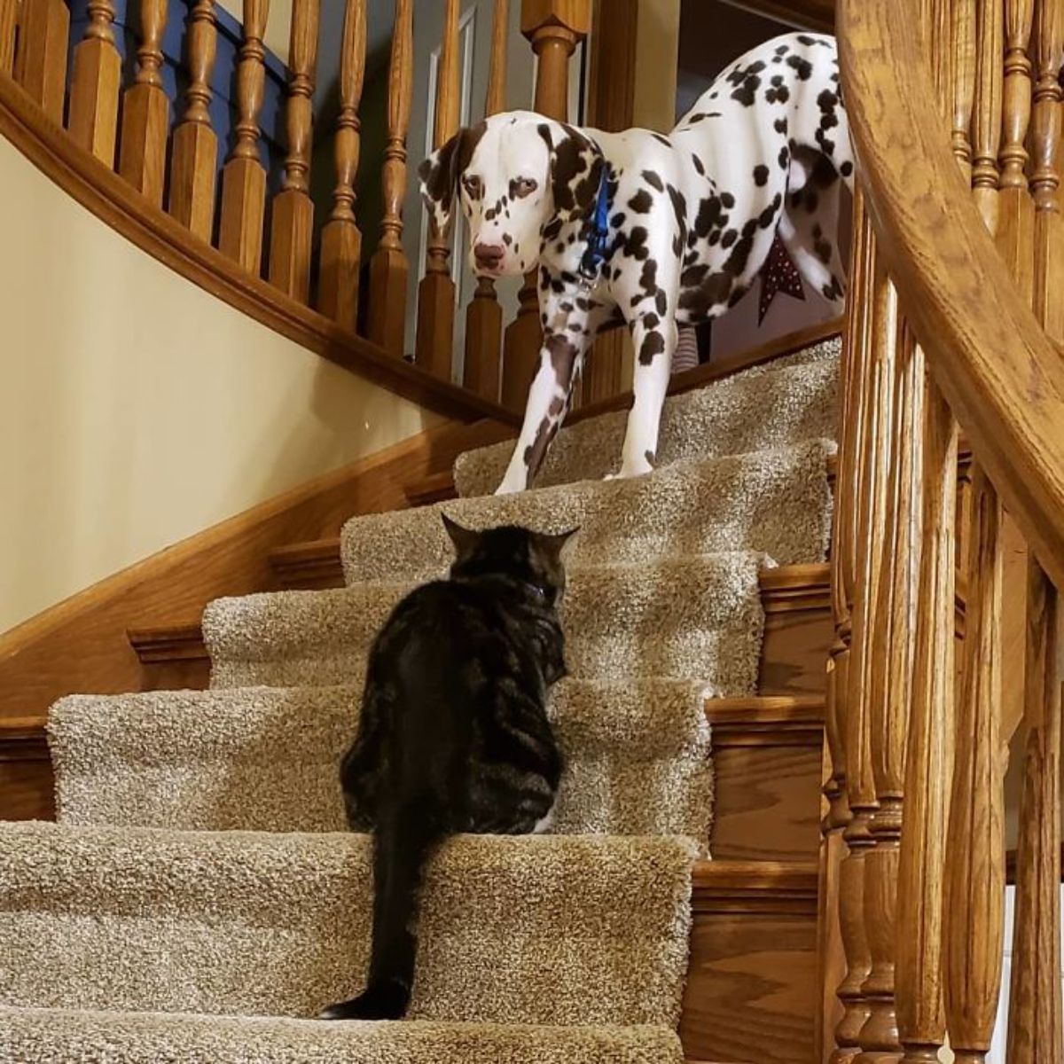 dalmation scared to go down the stairs with a grey tabby cat blocking the path