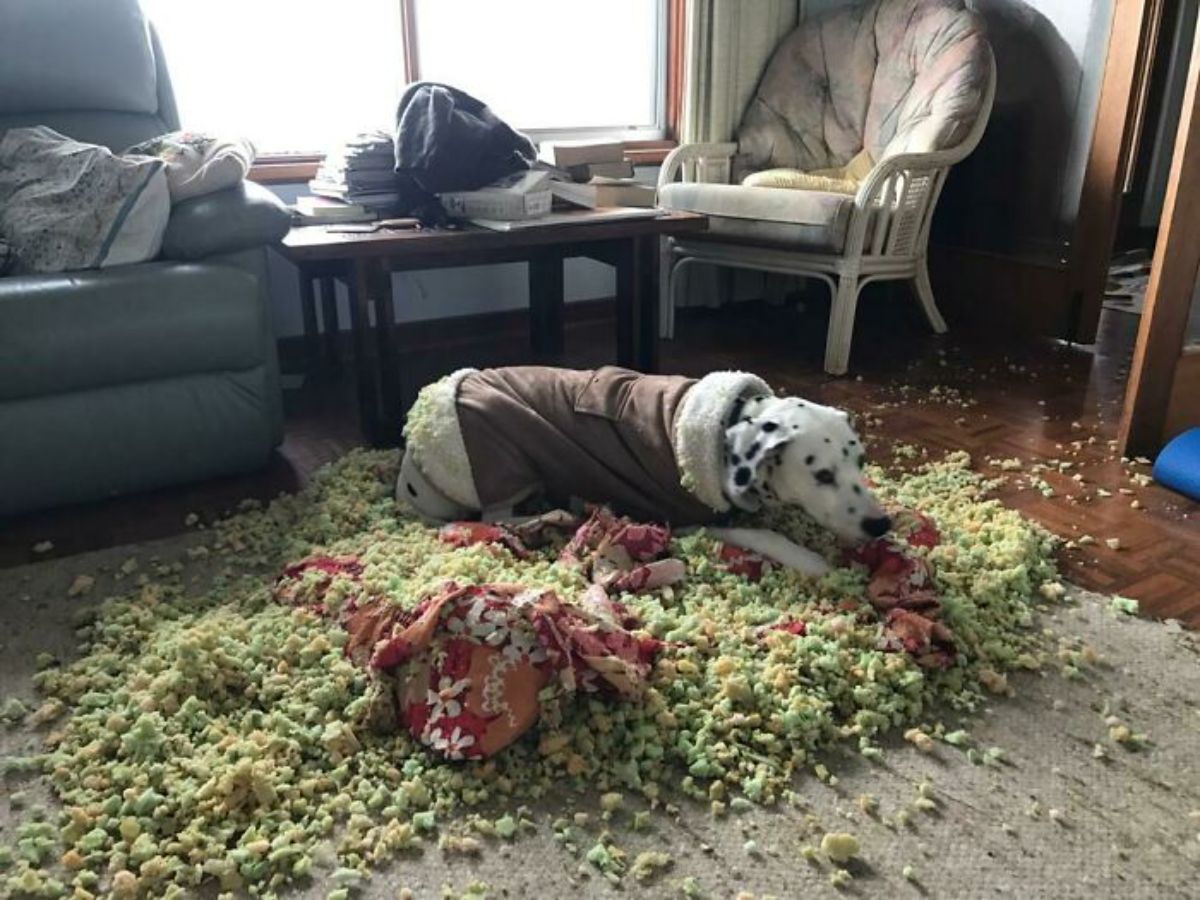 dalmation wearing brown and white coat laying on the floor amid green stuffing from a red and white dog bed
