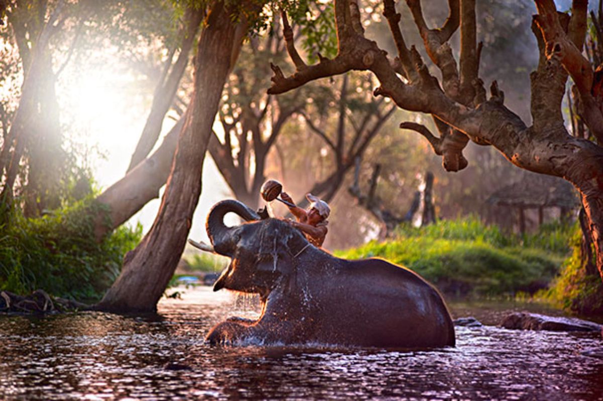 elephant taking a bath in a river with a person bathing it