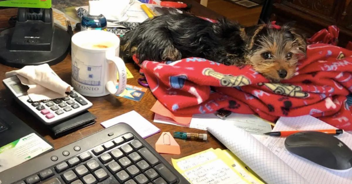 fluffy black and brown dog laying on a red blanket on a work table