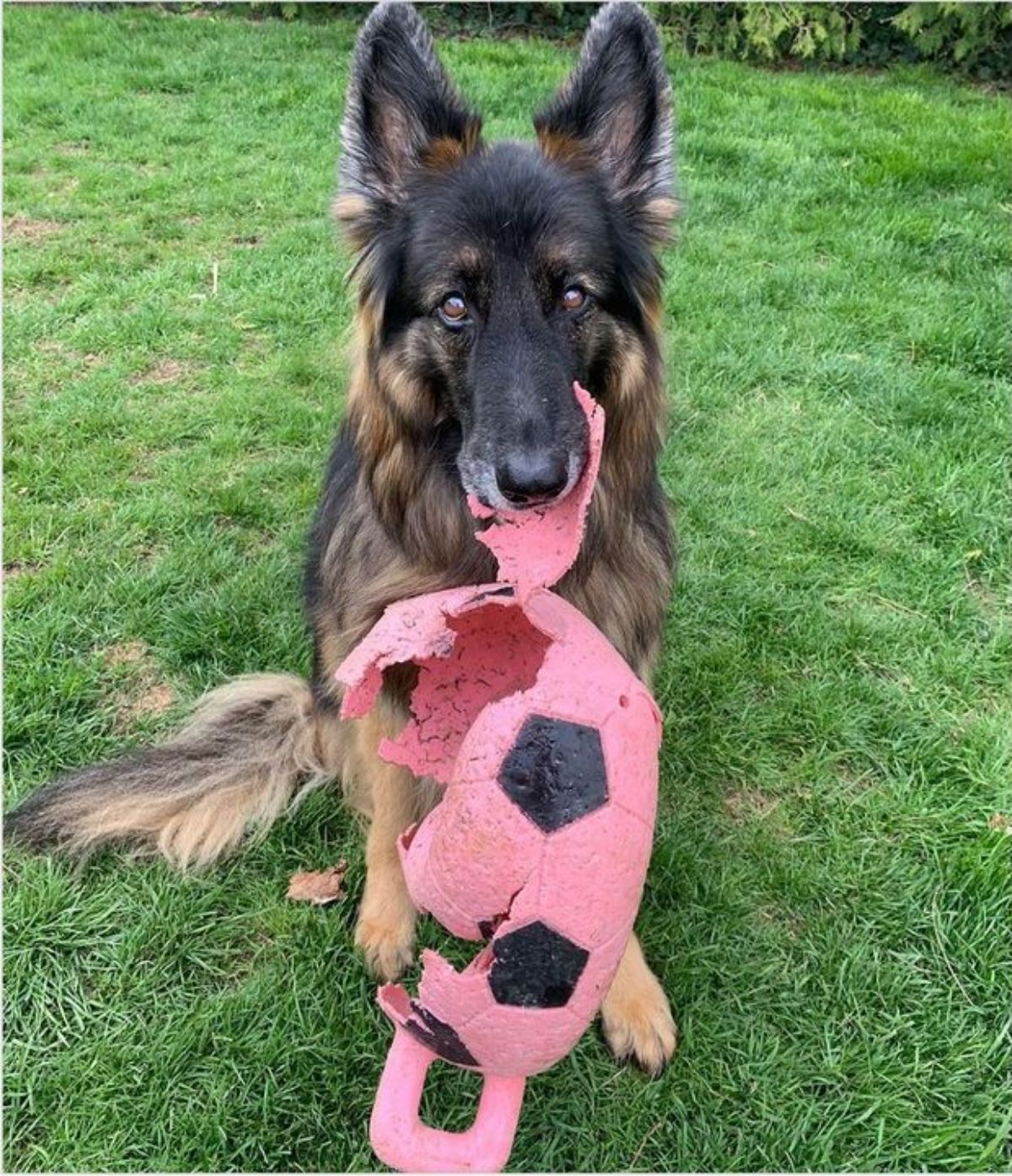 fluffy black and brown dog sitting on grass holding torn up pink and black football