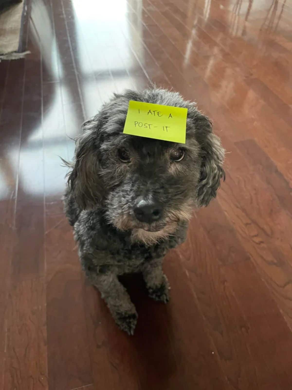 fluffy black and brown dog with a yellow post it on the head that says I ATE A POST-IT