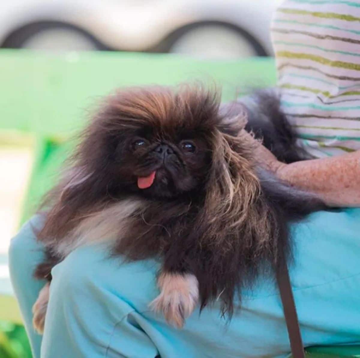 fluffy black and brown dog with the tongue hanging out the side sitting on someone's lap