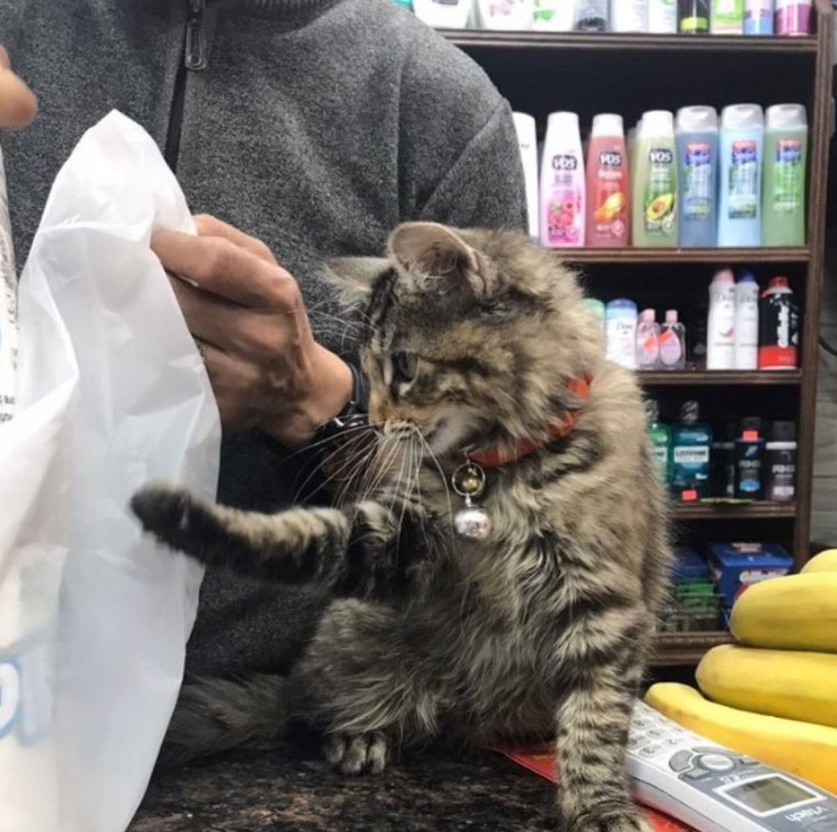 fluffy black and brown tabby cat sitting by a cashier with a bag