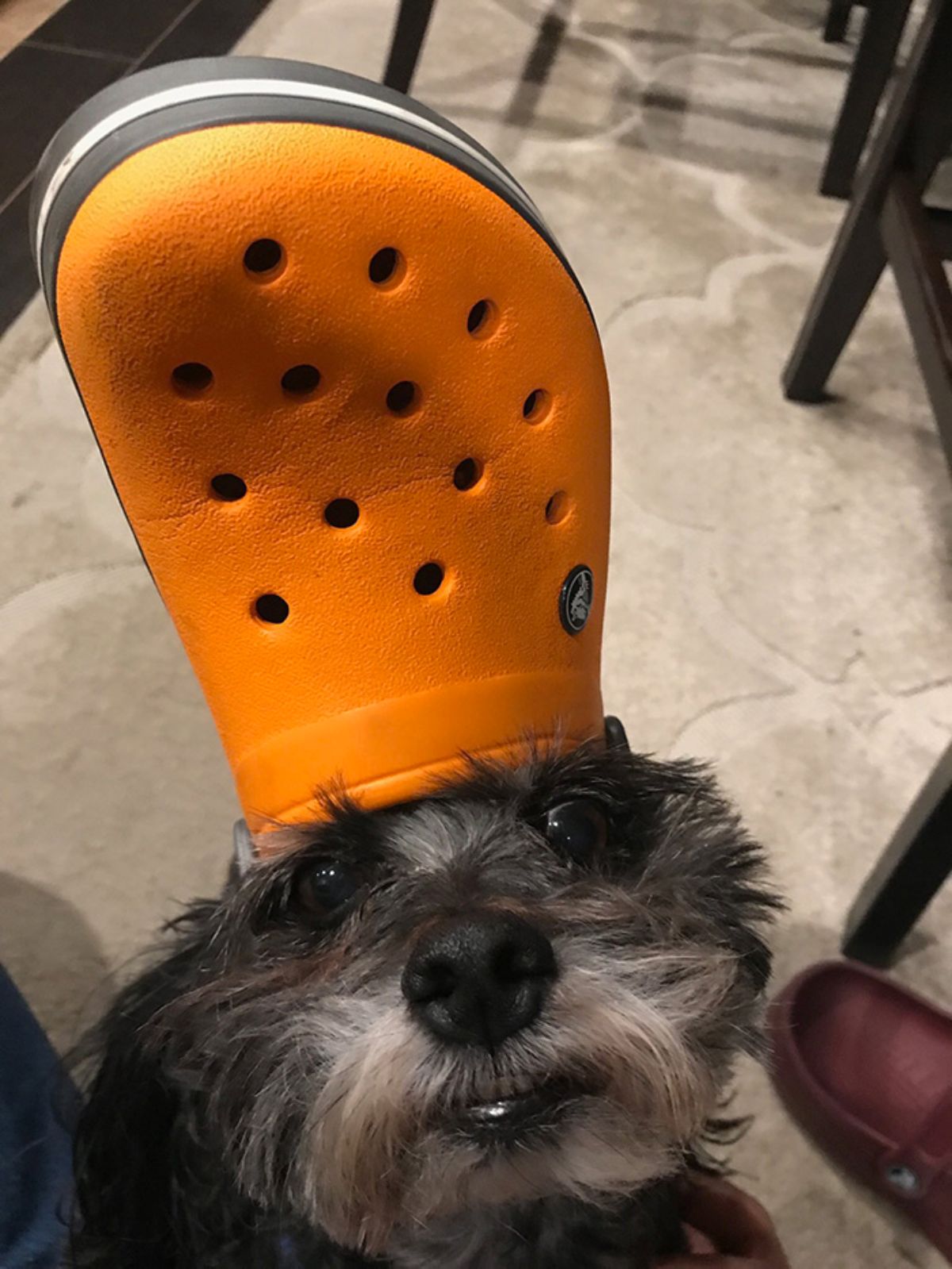 fluffy black and grey dog wearing orange crocs slipper on the head