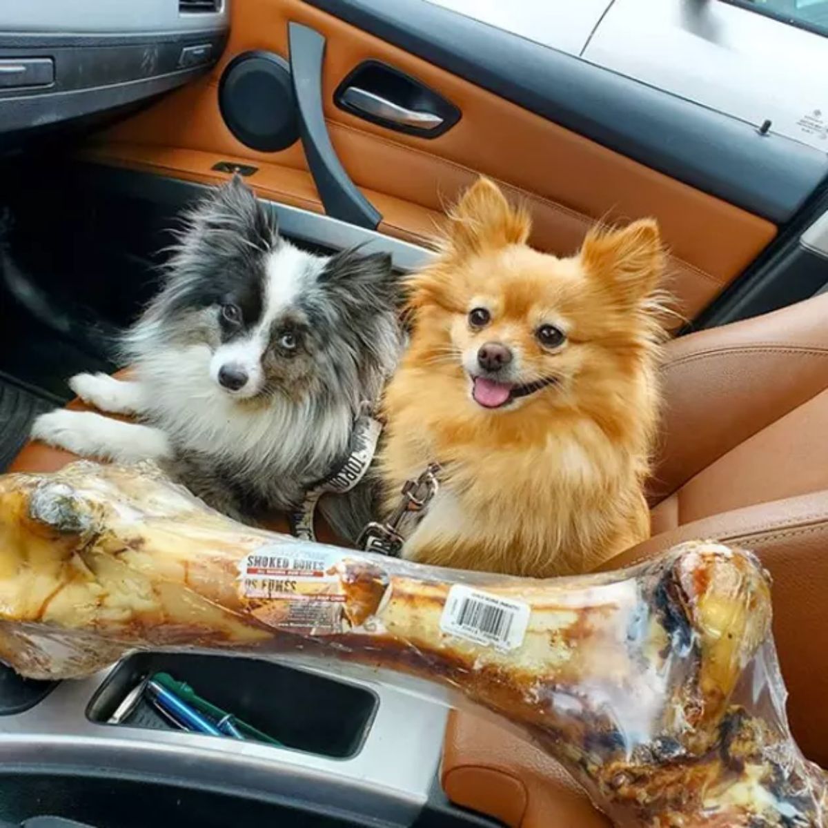 fluffy black and white dog and smiling brown dog in a vehicle behind a large bone