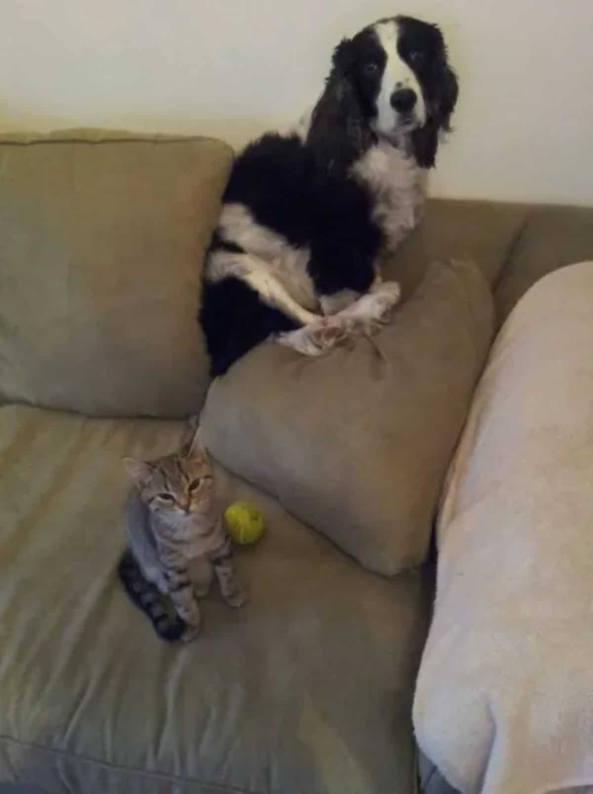 fluffy black and white dog perching on top of a brown sofa with a grey tabby kitten sitting below the dog