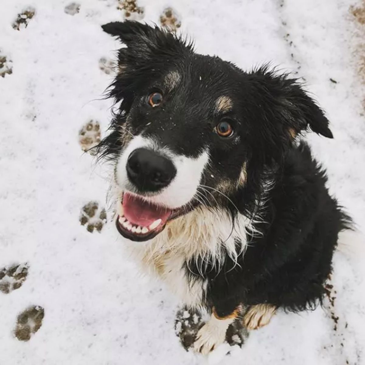 fluffy black and white dog sitting in snow with its paw prints near it